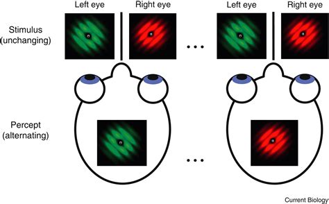 binocular rivalry test